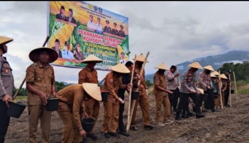 Penanaman jagung serentak Pemdes Panamboang bersama Bupati Halsel